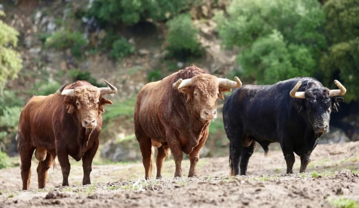 Santiago Domecq, el lujo de una corrida para seguir reinando en Dax