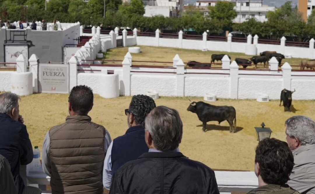 Los toros de Fuente Ymbro y los novillos de Talavante llenan los corrales de la Real Venta de Antequera