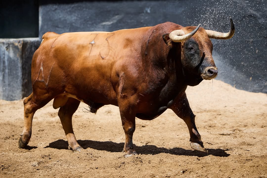Nenito, de Álvaro Núñez, abre el cartelazo de Sevilla