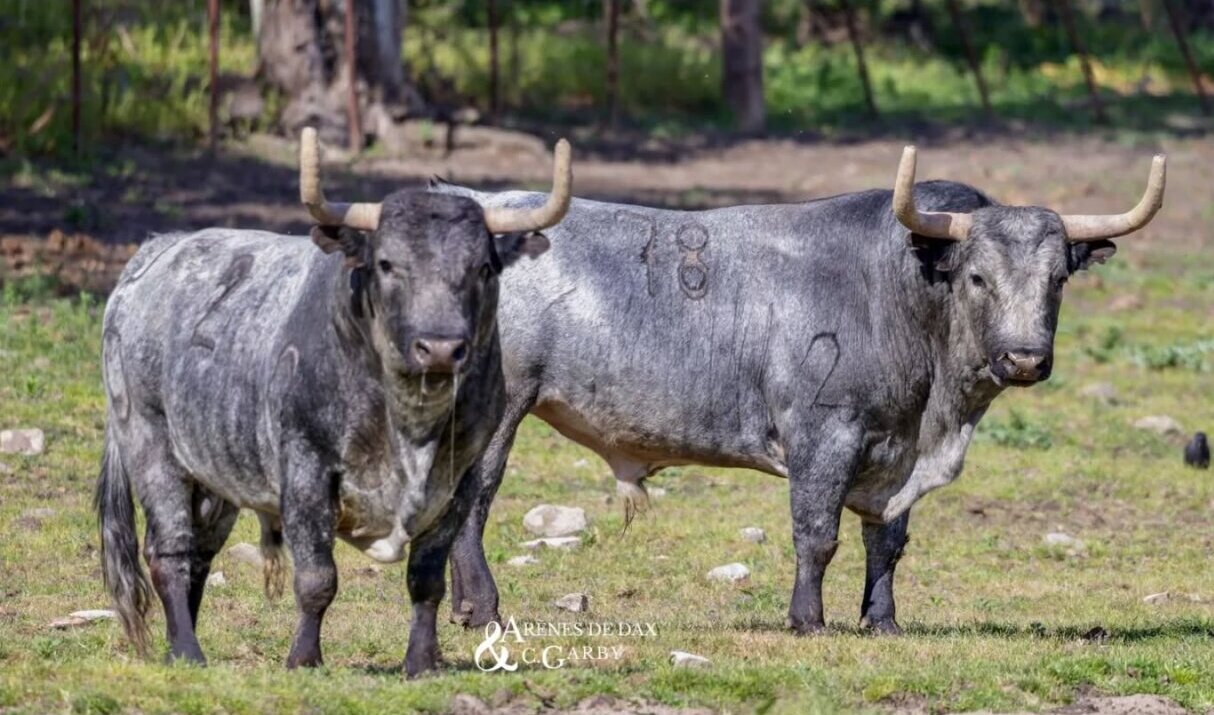 Los toros de Ana Romero para la feria de Dax