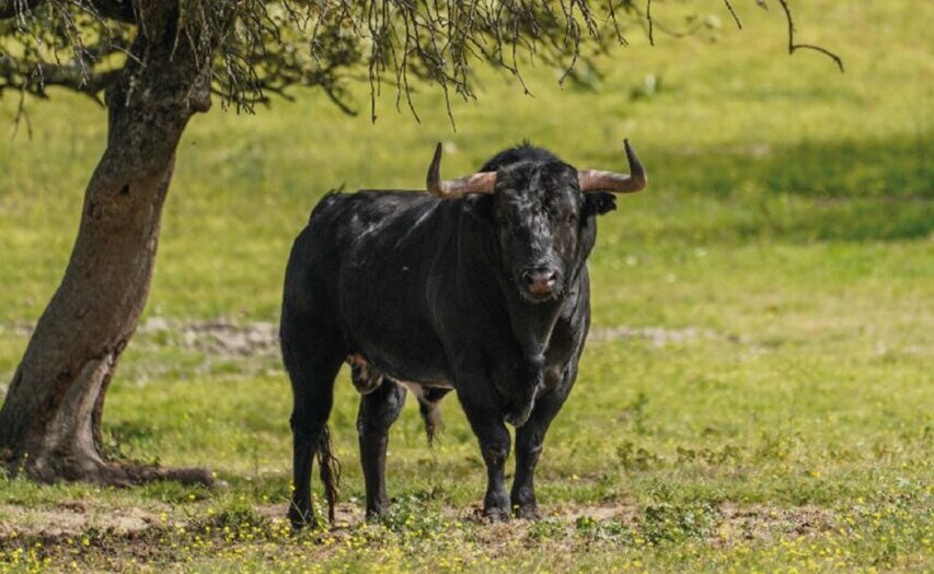 La Asociación de Ganaderías de Lidia cumple setenta y cinco años