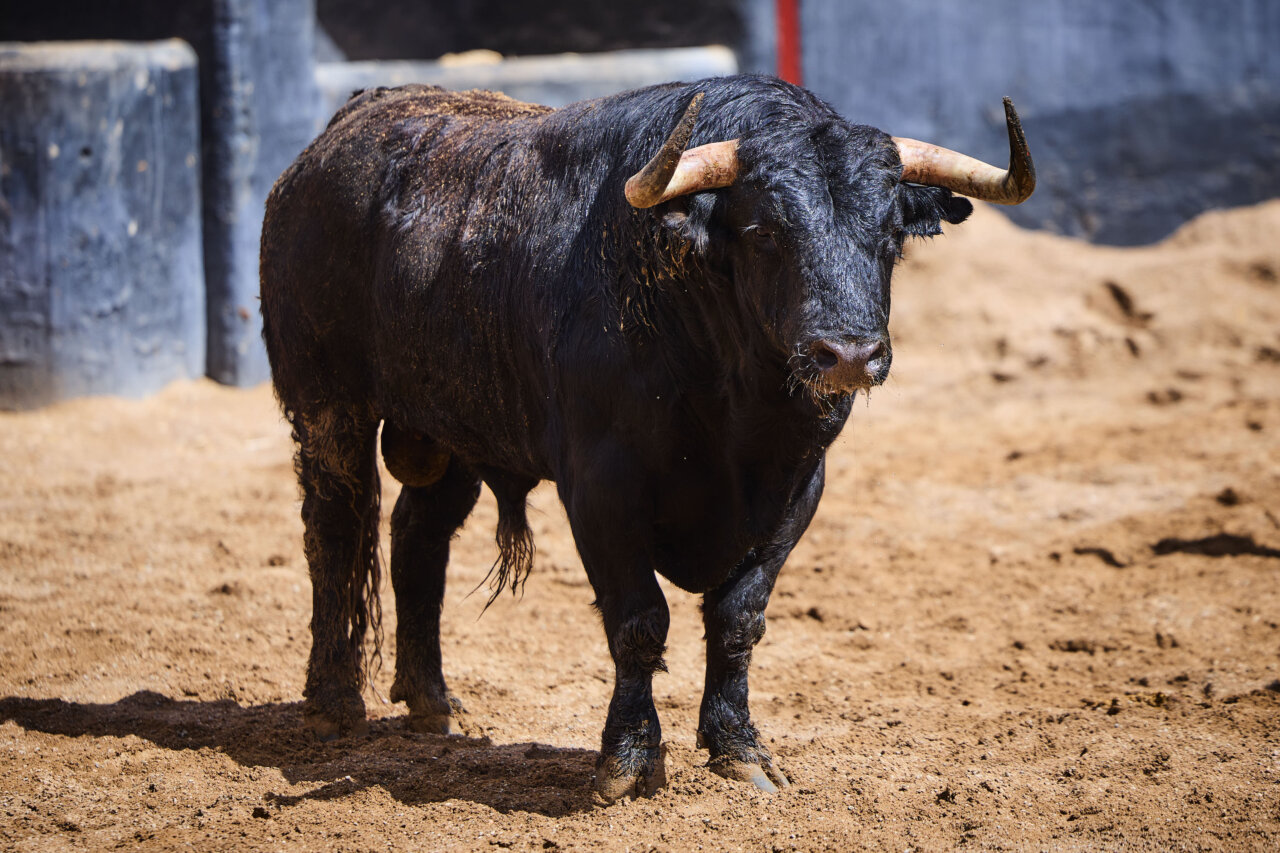 Terrateniente, de Domingo Hernández, abre otro cartelazo en Sevilla