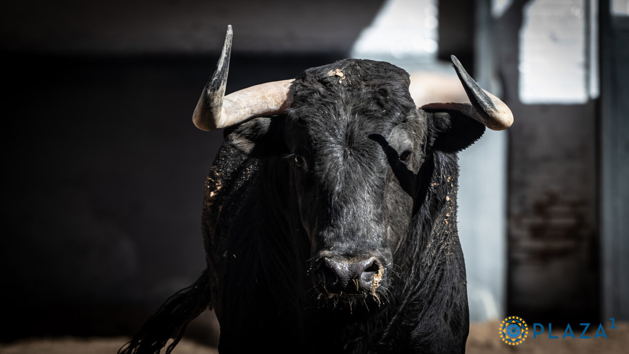 Novillos de Antonio Palla para el festejo de hoy en Las Ventas