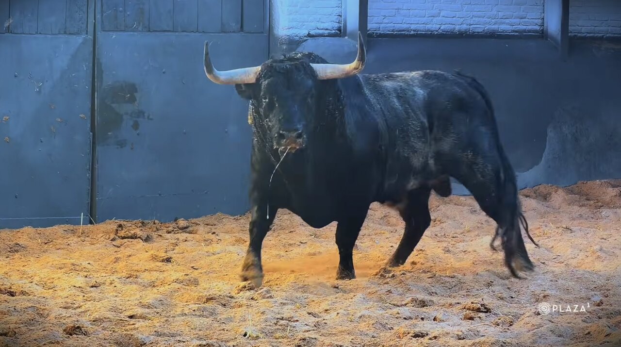 Así ha sido el espectacular desembarque de los toros de Martín Lorca para Madrid