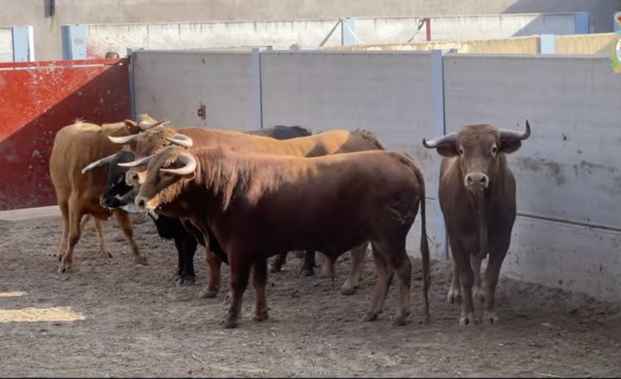Desembarcados los novillos de La Olivilla para la final del XII Alfarero de Plata de Villaseca de la Sagra
