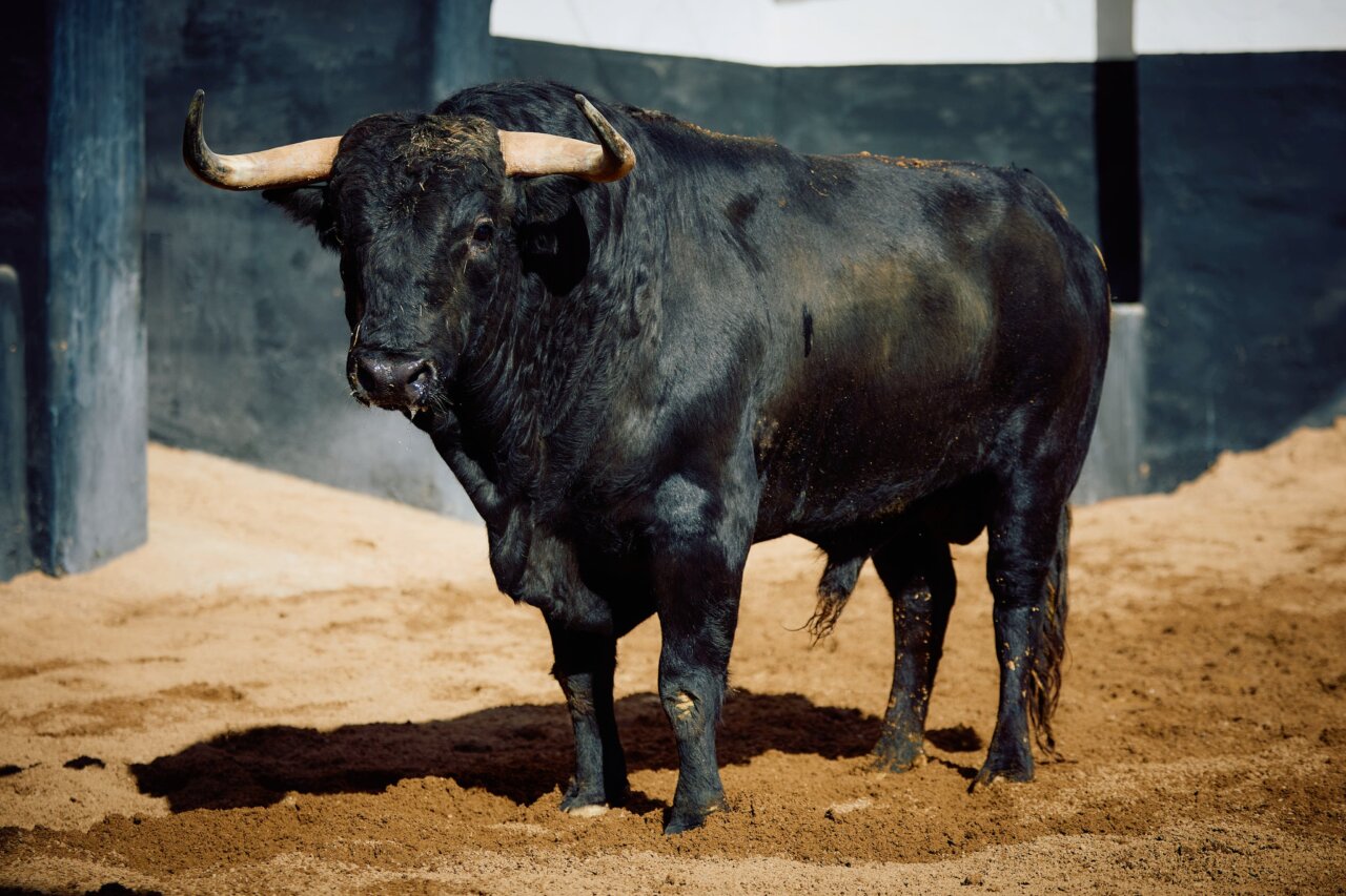 Cazador abre la de Fuente Ymbro esta tarde en Sevilla
