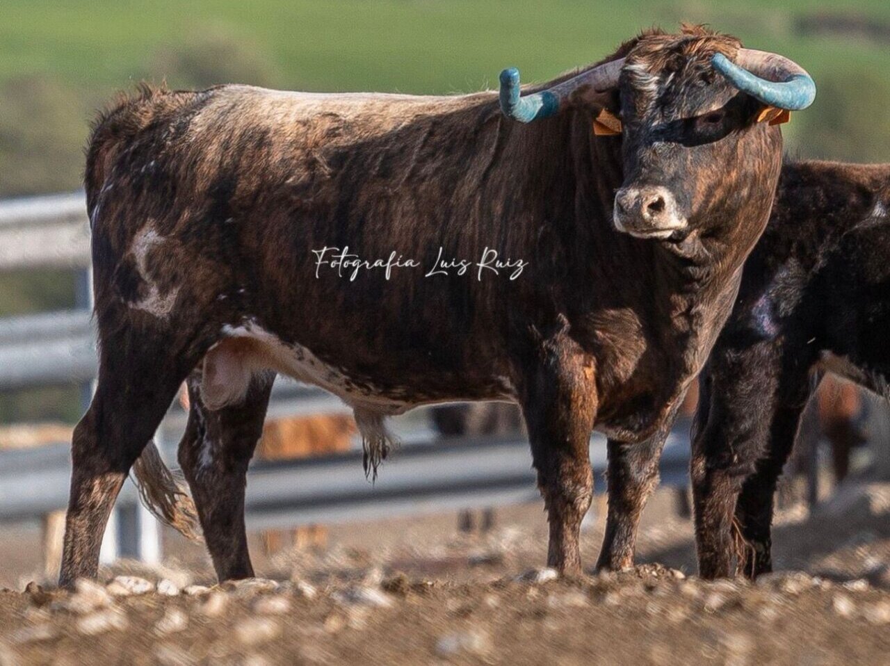 Variedad de encastes y tres debuts en el elenco ganadero de Arganda del Rey