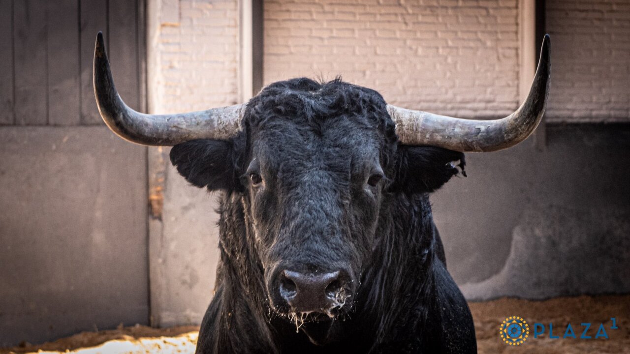 Cinco toros de Martín Lorca y uno de Escribano Martín para Resurrección en Las Ventas