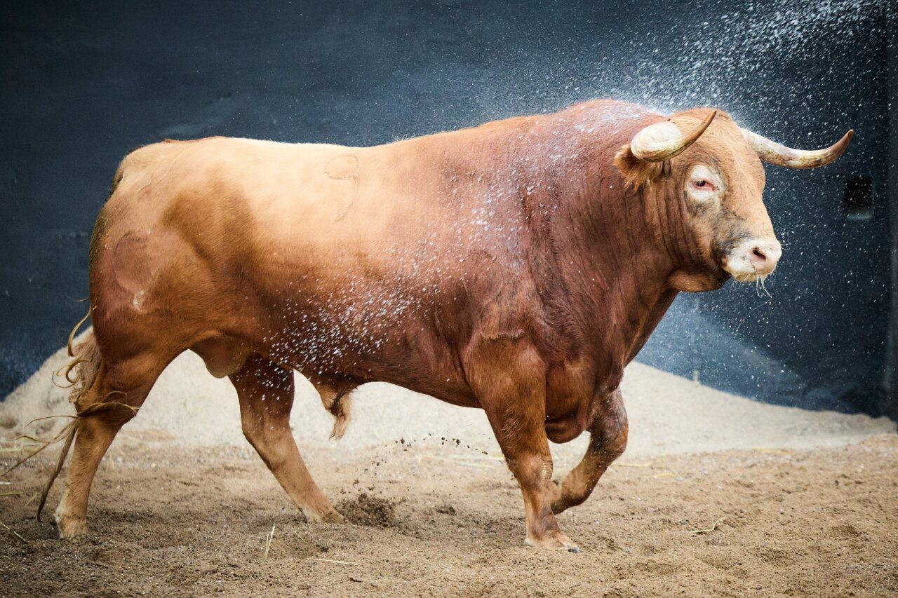 Morante vuelve a Sevilla con Golfante, de Garcigrande