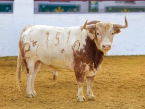 4º Nº 151. TONADILLO. Berrendo colorao. 512 kg. 01/22