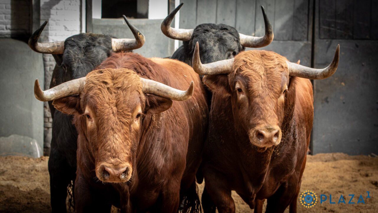 López Gibaja remienda a Sánchez Herrero esta tarde en Las Ventas