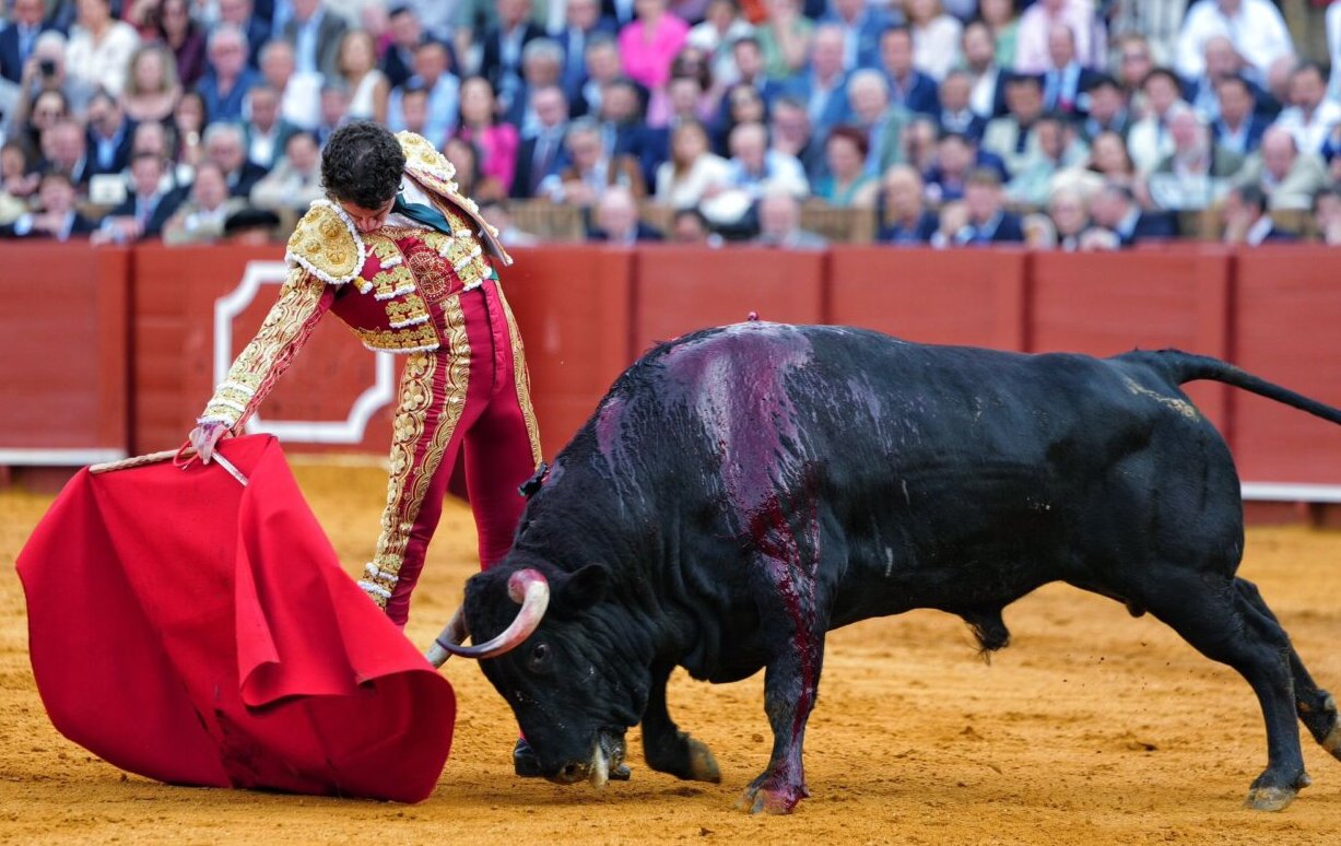 Víctor Hernández: "Ha sido un buen toro de Álvaro Núñez pero había que torearlo bien"