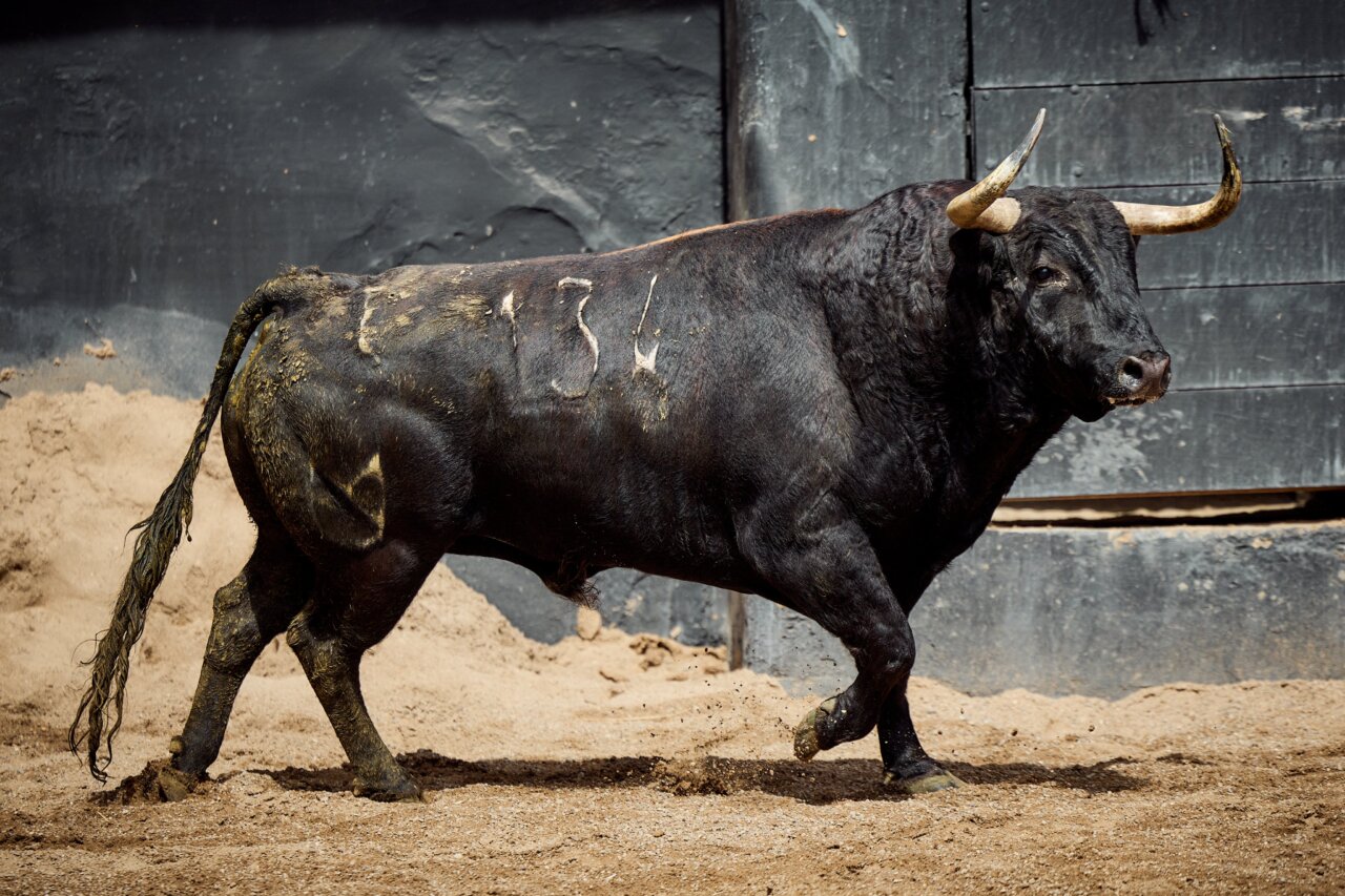 Idílico, Cacareo… nombres ilustres en los cuvillos de esta tarde en Sevilla
