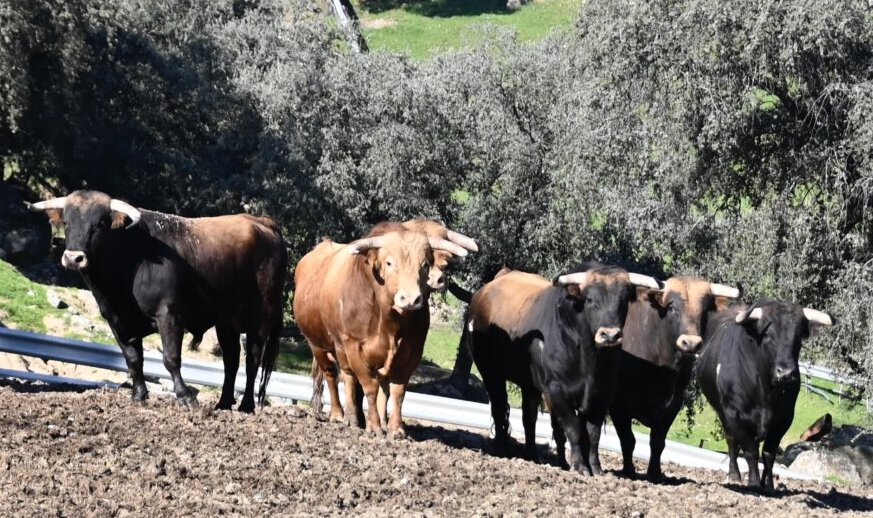 Apolinar Soriano: el sueño sigue