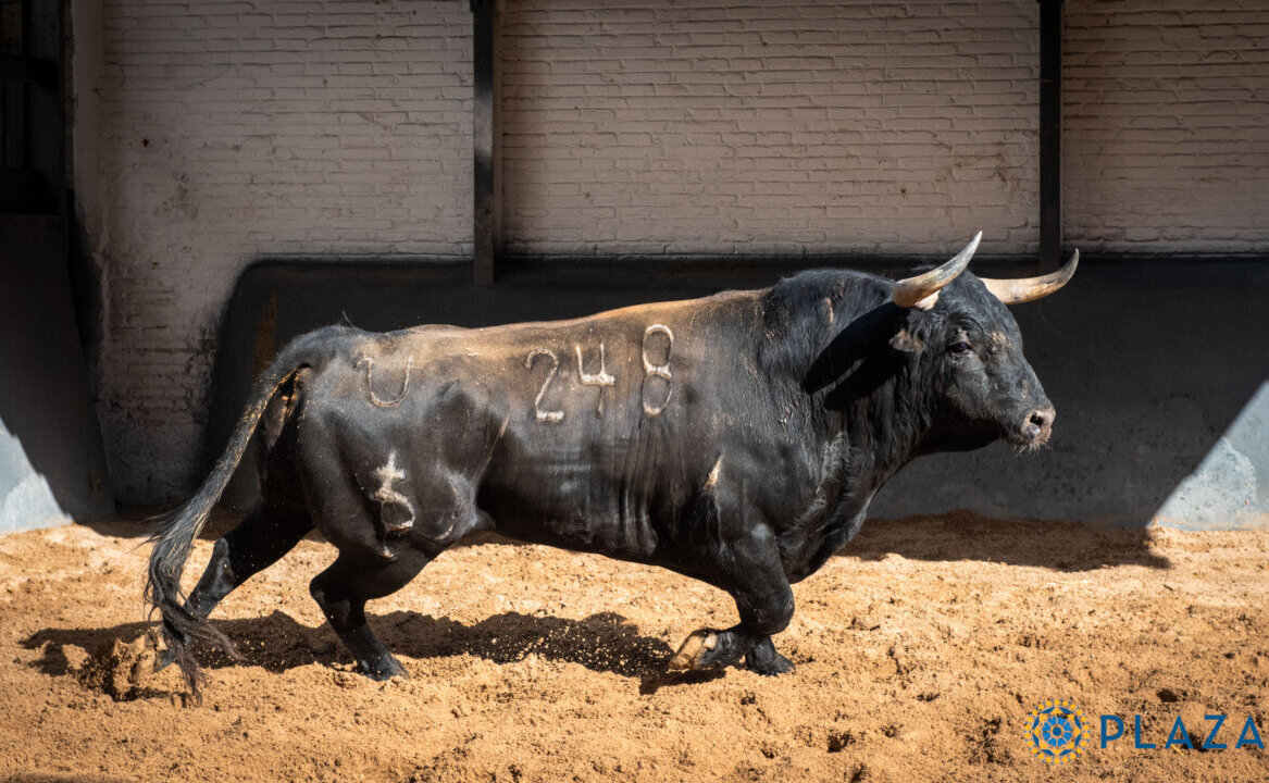 Un toro de Couto de Fornhilos remienda la corrida de Palha en Las Ventas