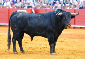 Secretario, de El Parralejo, nº 27 I LANCES DE FUTURO