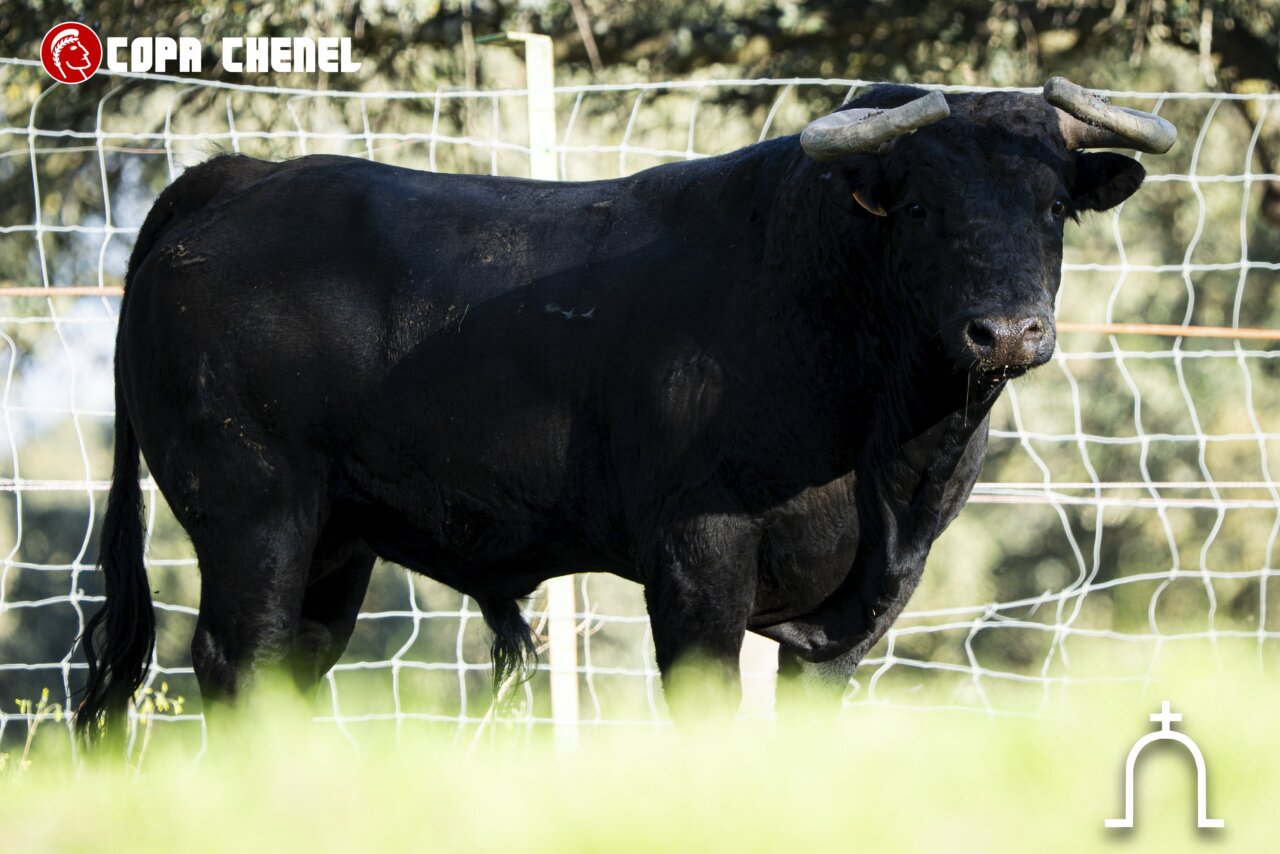 El Retamar y Sao Torcato para una nueva cita de la Copa Chenel