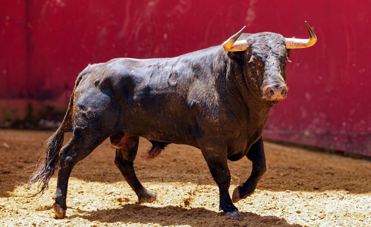 Sorteados los toros de Domingo Hernández para el cartel de artistas de Córdoba