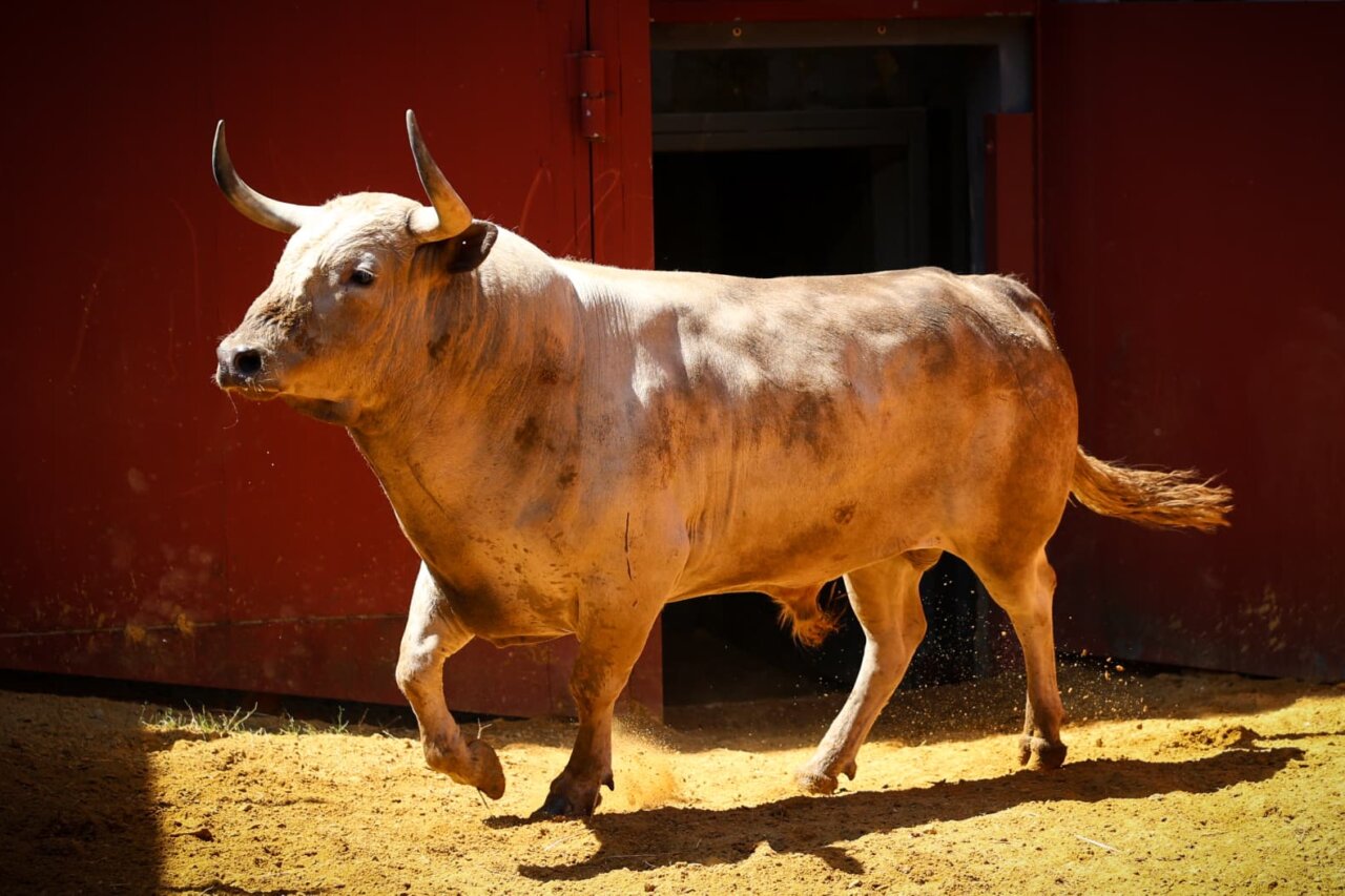 Seis toros de Núñez de Tarifa para la tercera de abono en Córdoba