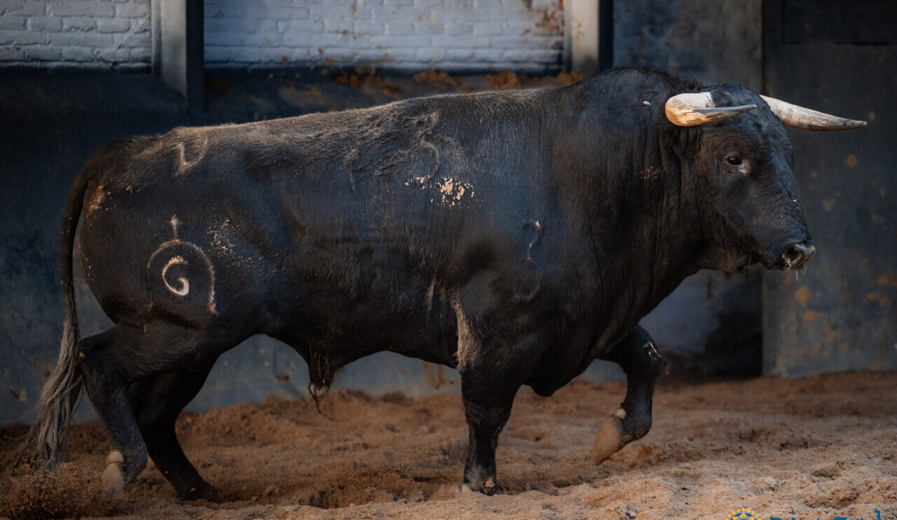 Seis de Fuente Ymbro para la segunda novillada de San Isidro