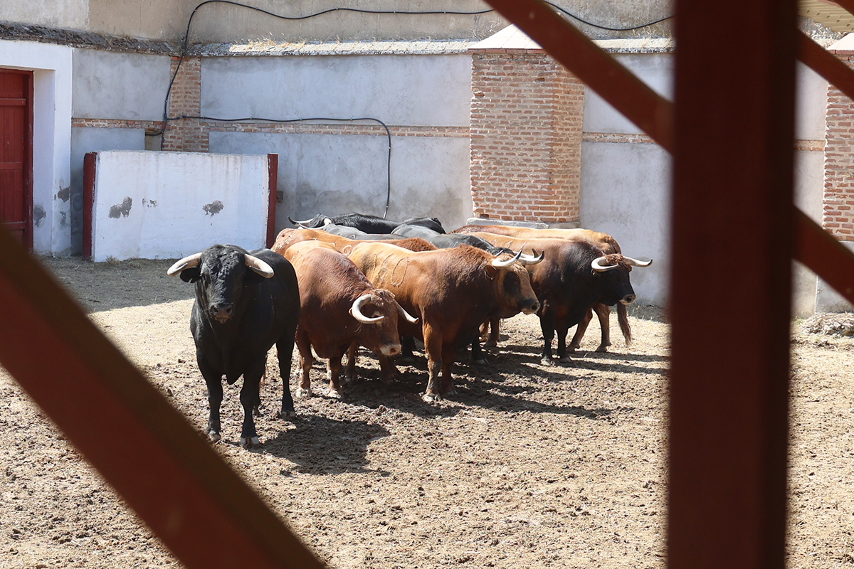 Sorteados los toros de Núñez del Cuvillo para la corrida de de San Fernando en Aranjuez