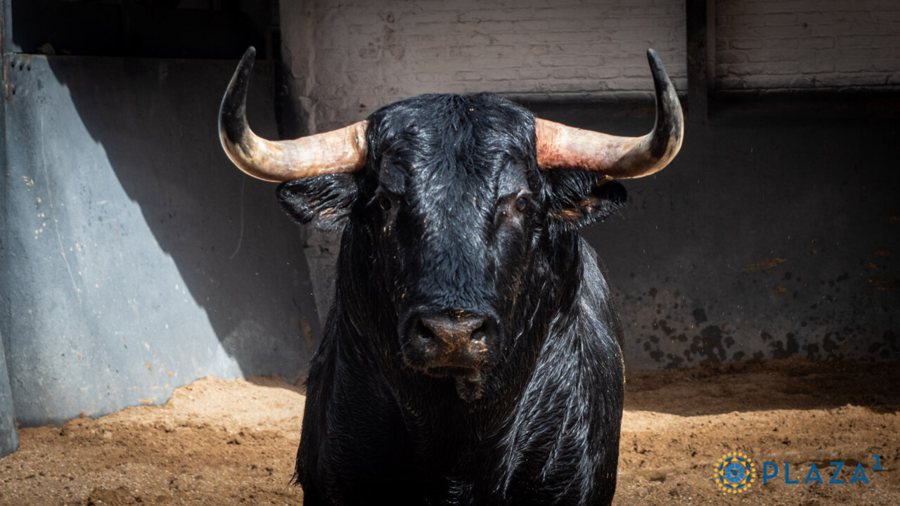 Seis novillos de Couto de Fornilhos para el festejo de esta tarde en Las Ventas