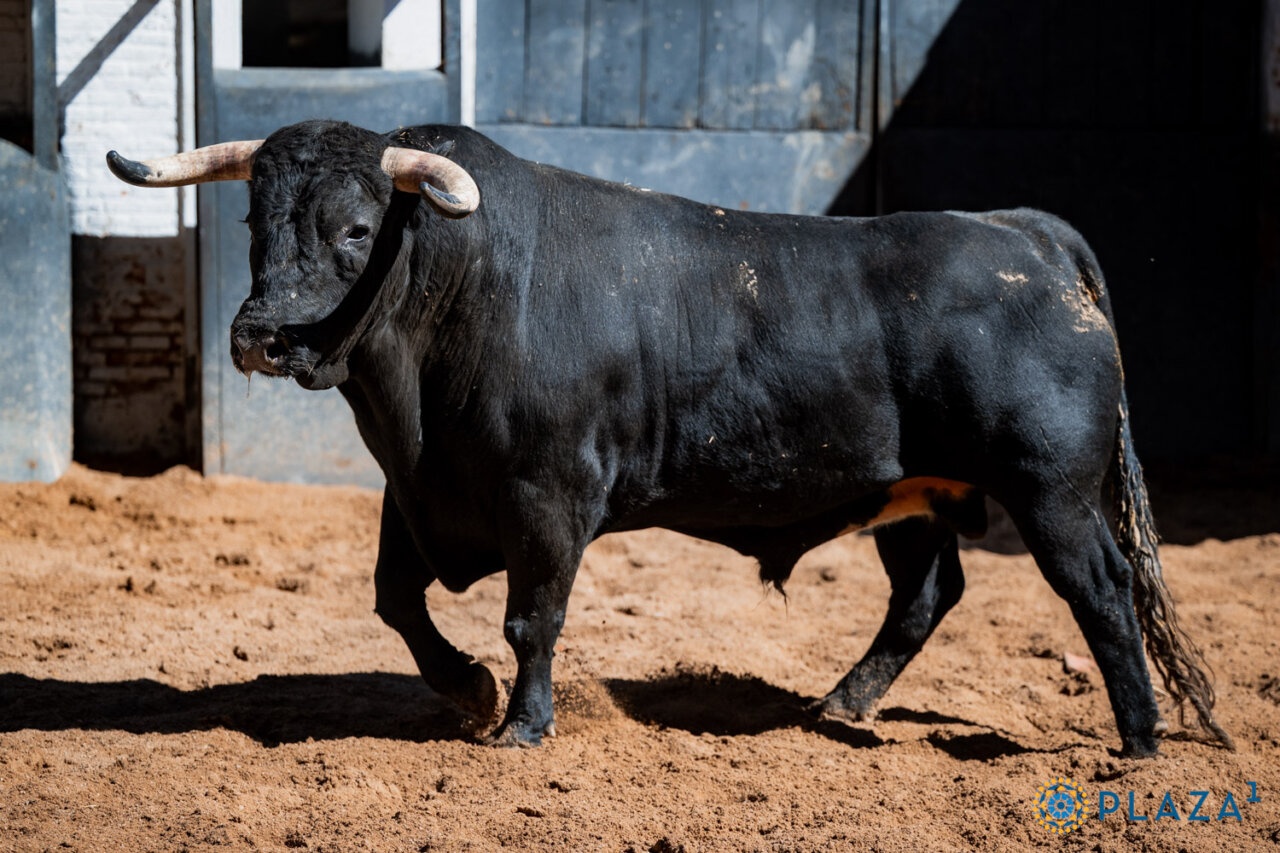 Africano, de Ángel Sánchez y Sánchez, abre la corrida de rejones de Madrid