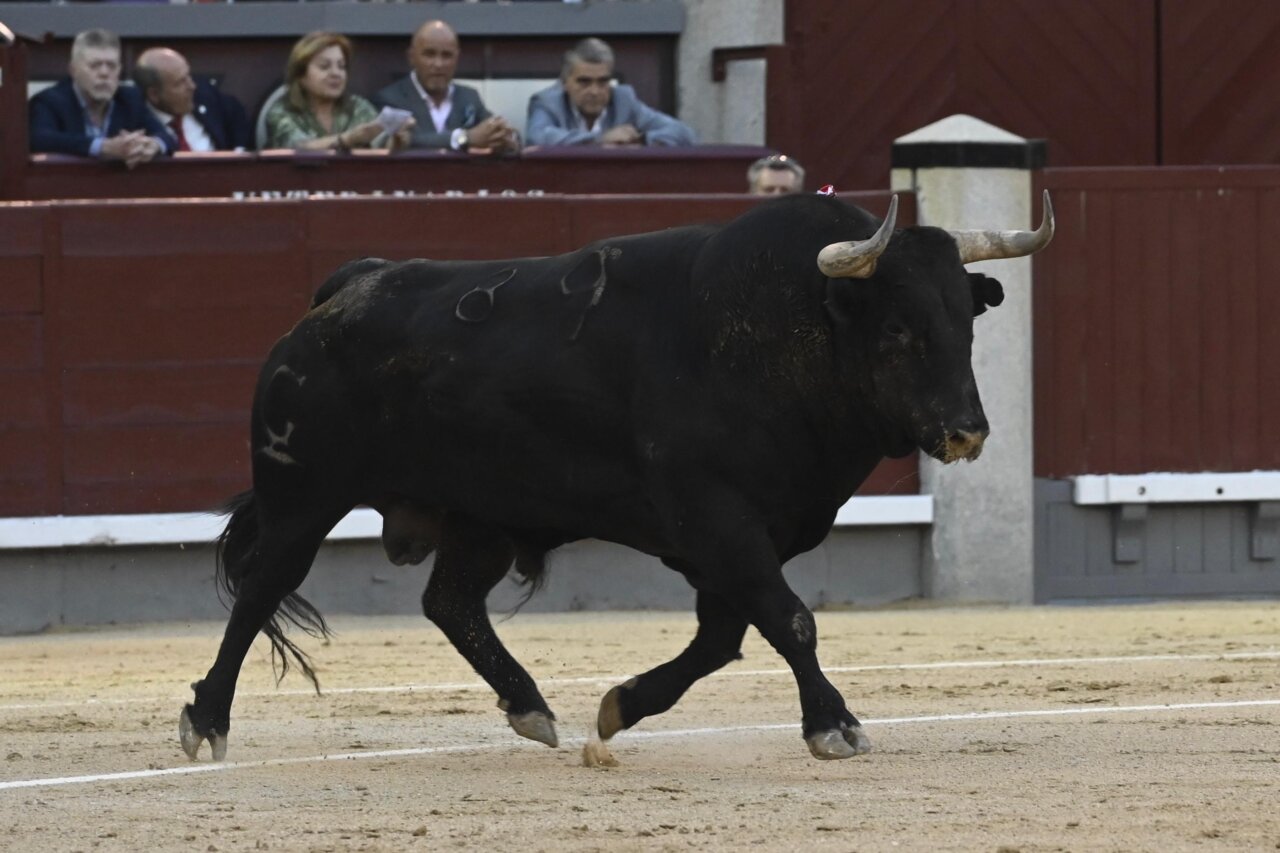 Un sobrero de Garcigrande de 700 kilos: la decimonovena de San Isidro en vídeo y fotos