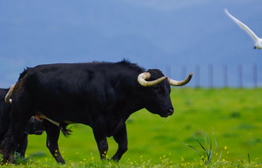 Los toros de Miura para el Pentecostés de Vic-Fezensac
