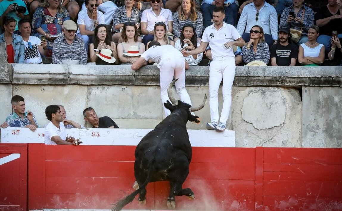 El espectáculo de la corrida camarguesa abre la Feria de Pentecostés de Nimes