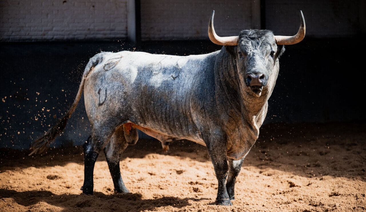 Couto de Fornilhos remienda la corrida de Saltillo de Madrid