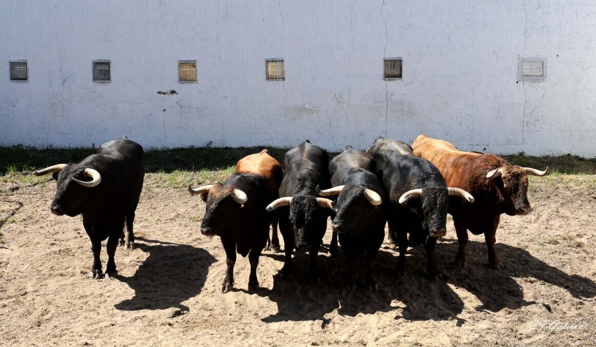 Nimes calienta motores: los toros, ya en los corrales