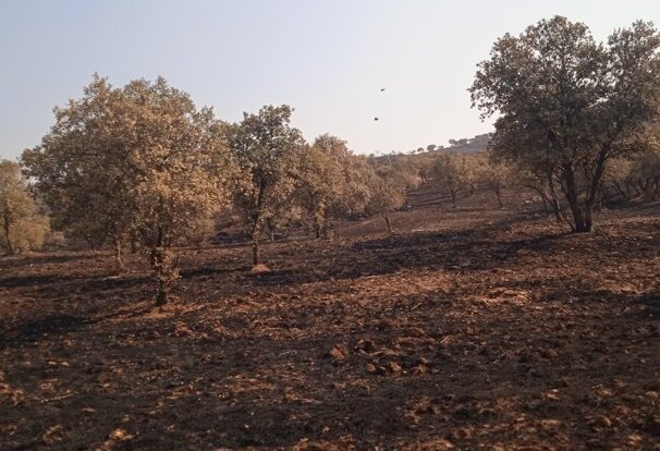 Borja Domecq alza la voz para luchar contra los incendios: “Sin ganado, España arde”