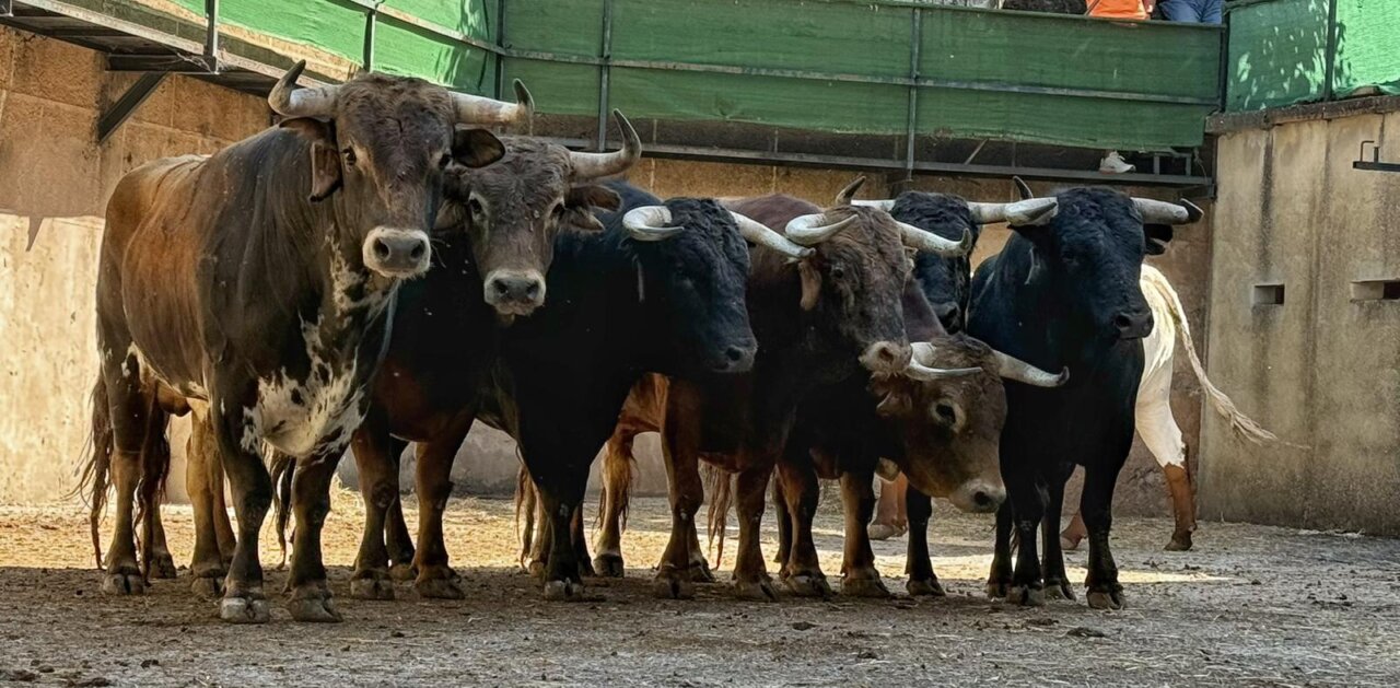 Avaricioso, de Antonio Rubio Macandro, abre la feria de Cáceres