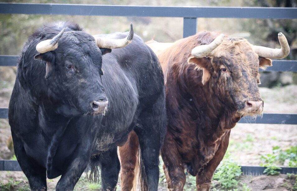 Los toros de Santiago Domecq para el Pentecostés de Nimes