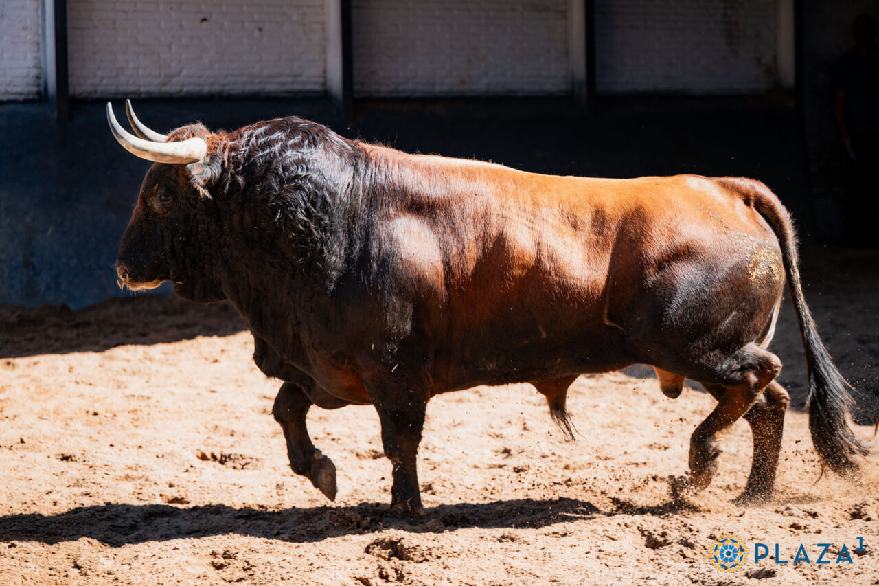 Seis toros de Juan Pedro Domecq para la Corrida de la Prensa en Las Ventas
