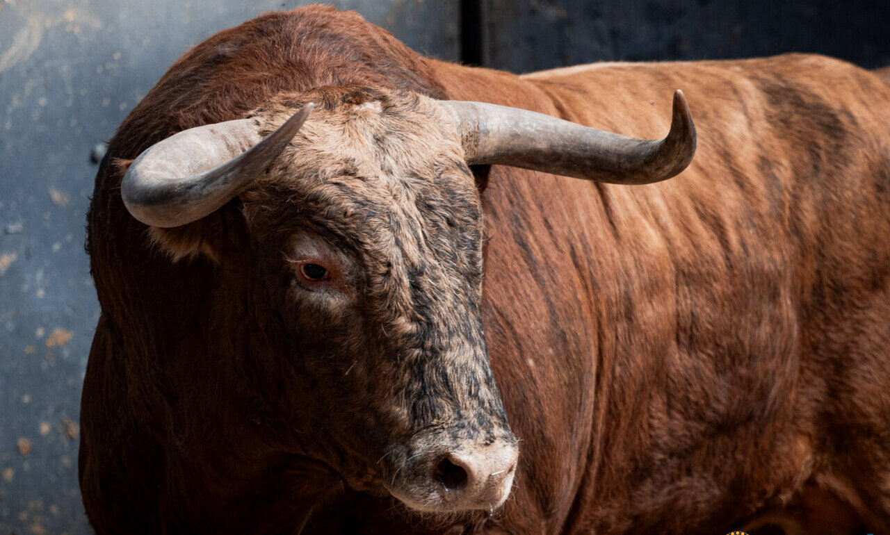 Jibelino, de Conde de Mayalde, abre la tercera de la Feria de San Isidro