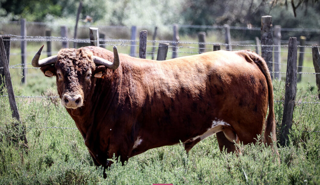 Los toros de Robert Margé para el Pentecostés de Nimes