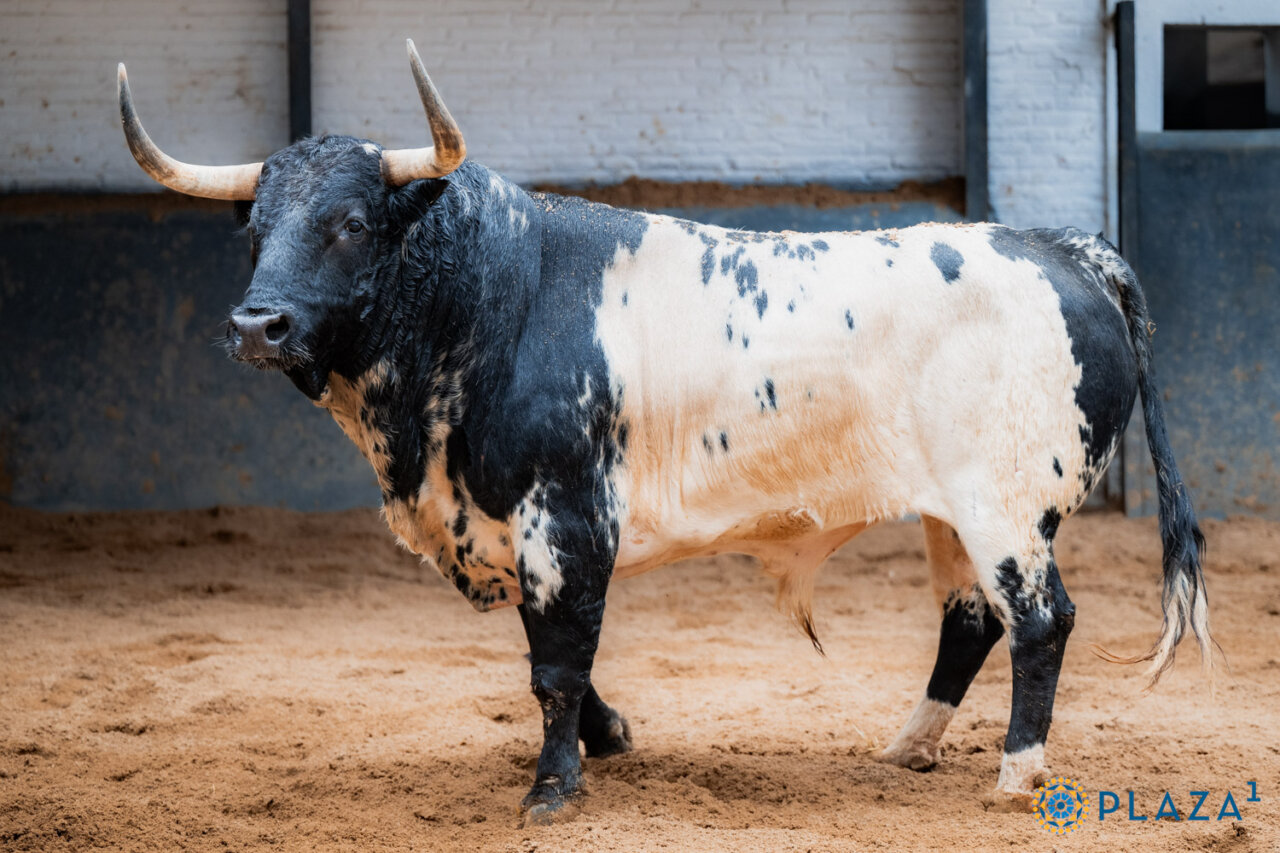 Buscón abre la corrida de El Torero para el día de San Isidro en Madrid