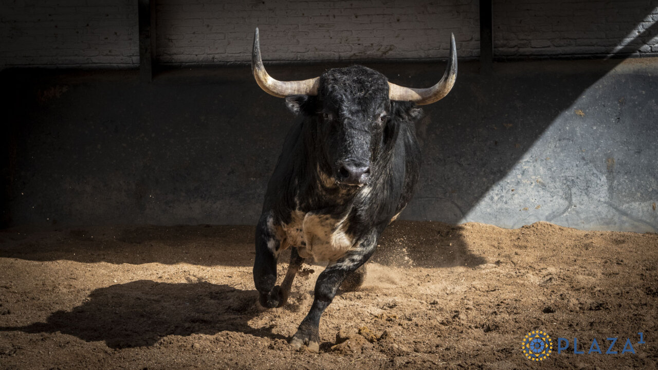 Toros de Valdefresno y Couto de Fornilhos para la corrida nocturna de hoy en Las Ventas