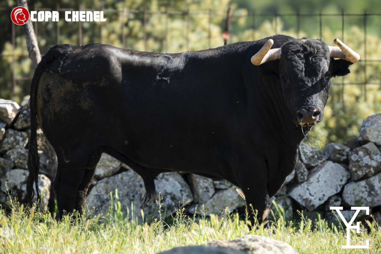 Los toros de La Machamona y Los Eulogios en el regreso de los toros a Daganzo de Arriba
