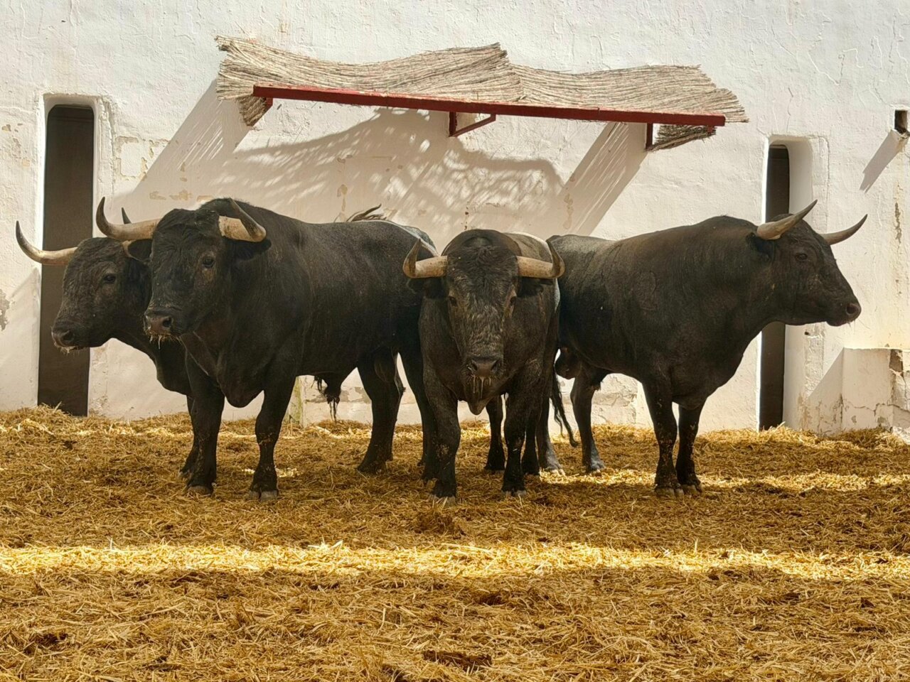 Medianejo, de Victorino Martín, abre la corrida del día del patrón en Alicante