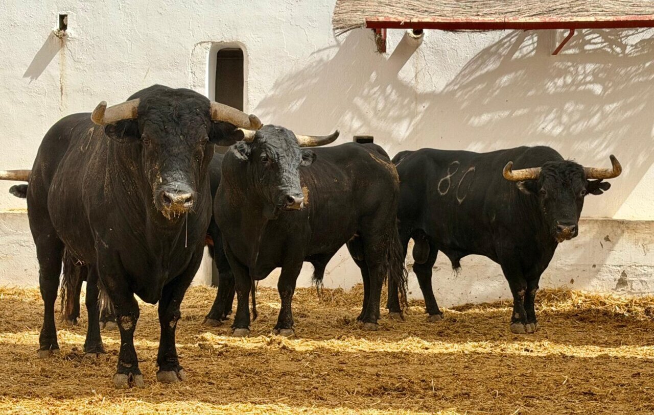 Pensativo, de Fermín Bohórquez, último toro de la Feria de Hogueras