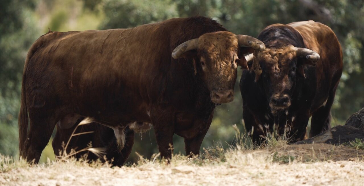 Los toros del ilusionante debut de Santiago Domecq en Alicante: "Está escogida con mucho mimo"