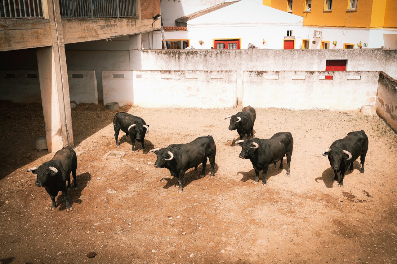 Quanza, de Romao Tenorio, abrirá la Feria de San Juan de Badajoz