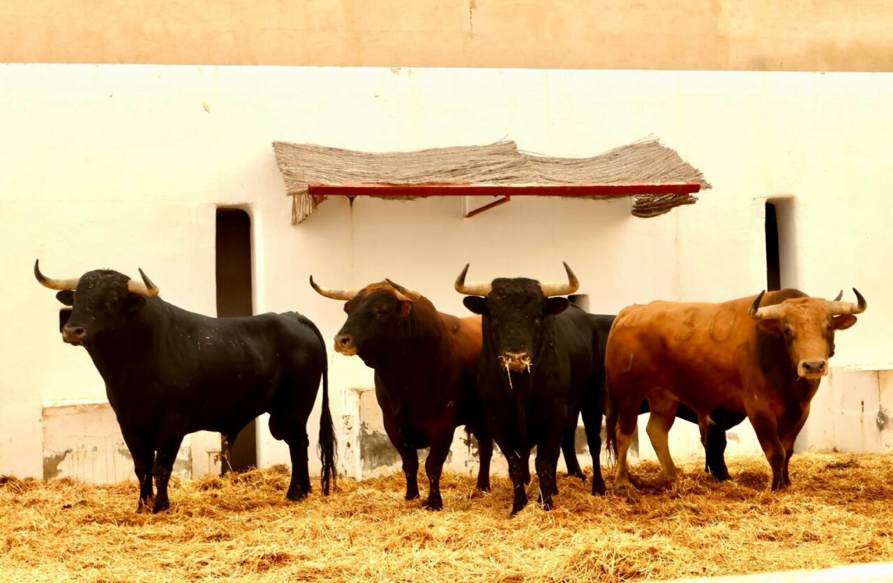 Cuatro toros del Puerto de San Lorenzo y dos de La Ventana del Puerto para la tercera de Hogueras