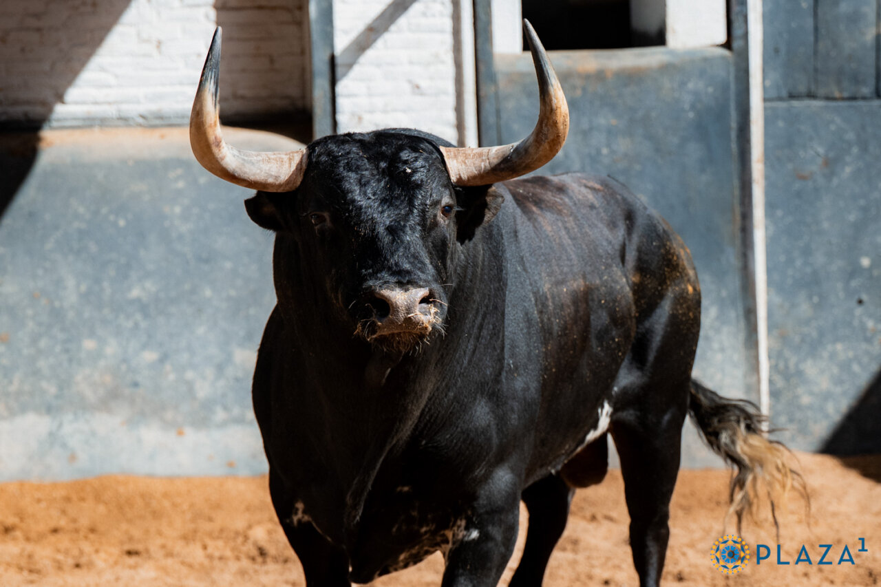 Capuchón, de Domingo Hernández, abrirá la gesta en solitario de Borja Jiménez en Las Ventas