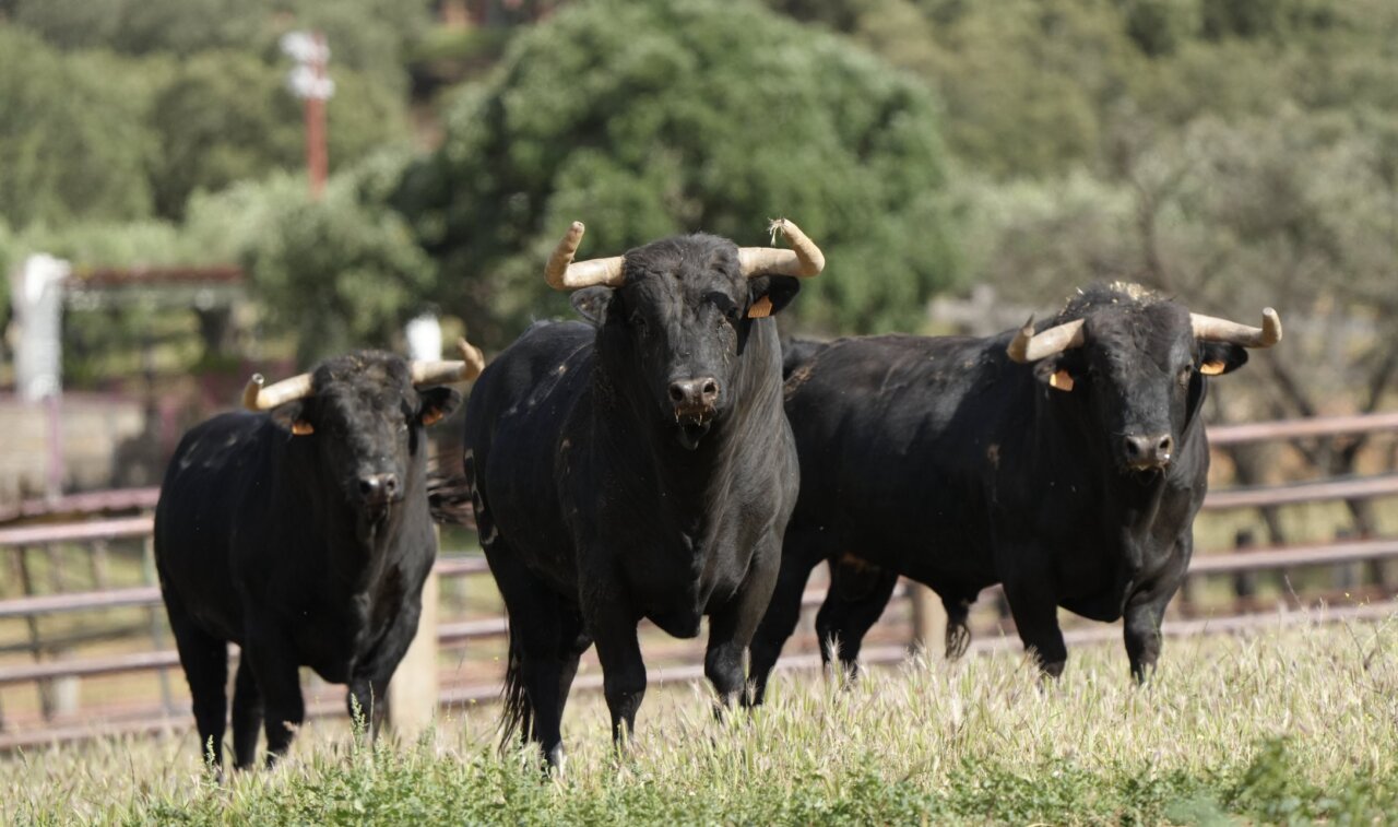 Aprobada en su totalidad la corrida de Zalzuendo para el Corpus de Toledo