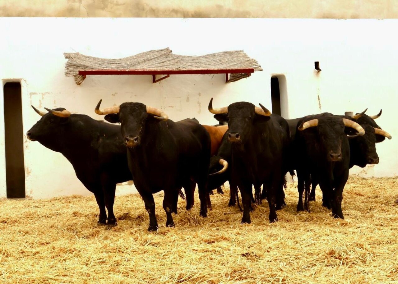 Halconito, de Talavante, inaugura la Feria de Hogueras