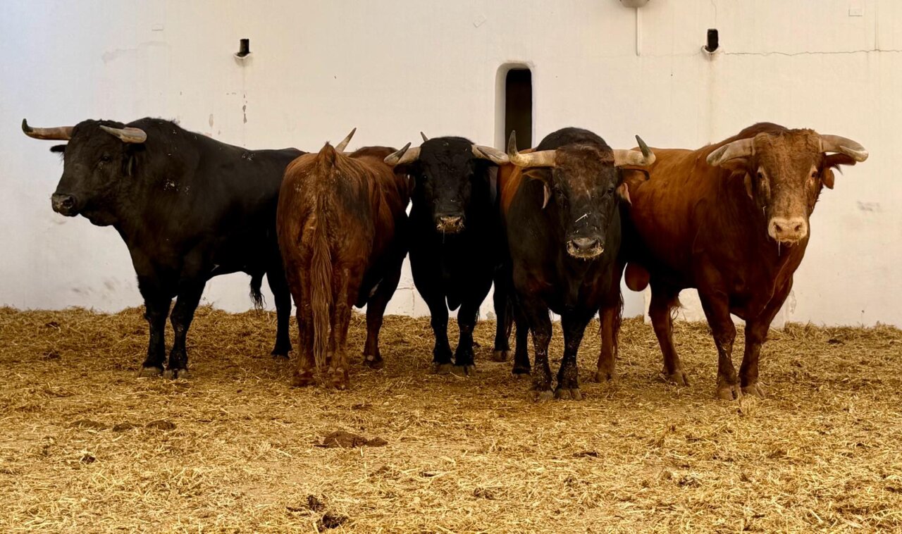 Seis toros de Santiago Domecq para el debut de la divisa en Alicante